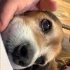sallymdog